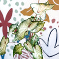 Caladium 'White Wonder' - Sprouts of Bristol