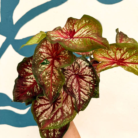 Caladium 'Xplosion' - Sprouts of Bristol