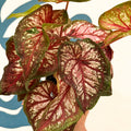 Caladium 'Xplosion' - Sprouts of Bristol