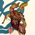 Caladium 'Xplosion' - Sprouts of Bristol