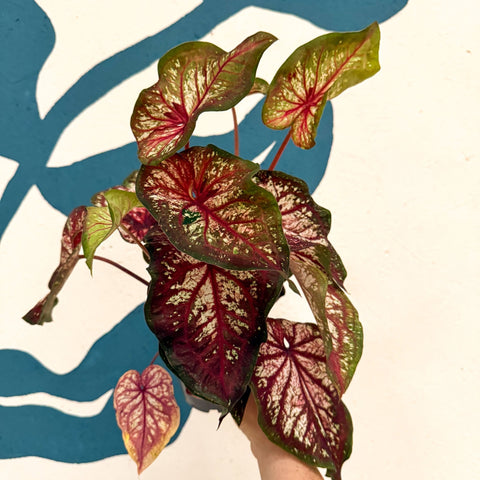 Caladium 'Xplosion' - Sprouts of Bristol