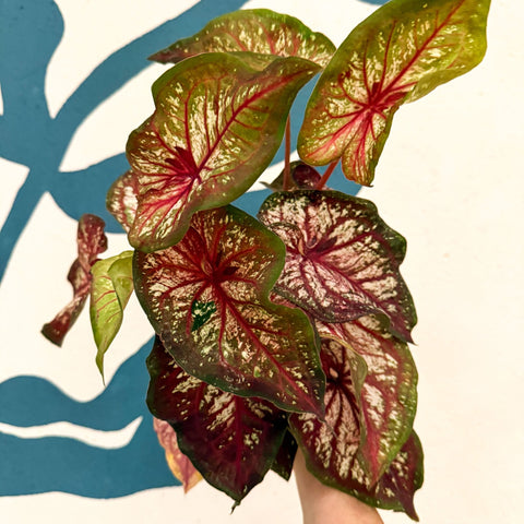 Caladium 'Xplosion' - Sprouts of Bristol