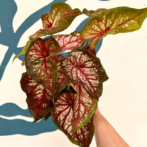 Caladium 'Xplosion' - Sprouts of Bristol