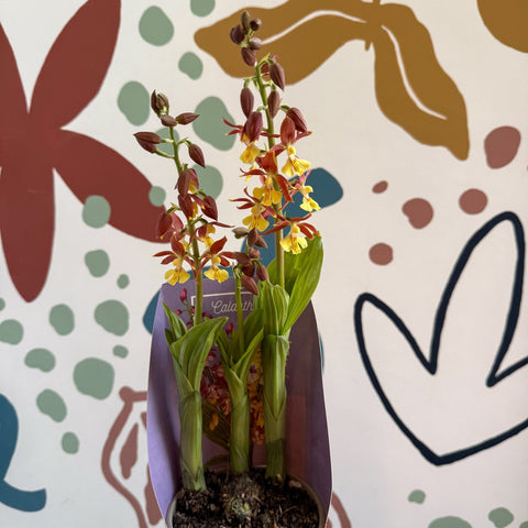 Calanthe - Hardy Ground Orchid - Sprouts of Bristol