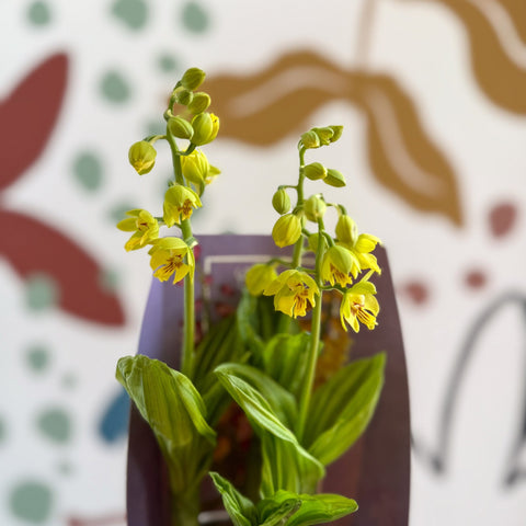 Calanthe - Hardy Ground Orchid - Sprouts of Bristol