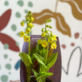 Calanthe - Hardy Ground Orchid - Sprouts of Bristol