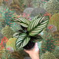 Calathea elliptica 'Vittata' - Sprouts of Bristol