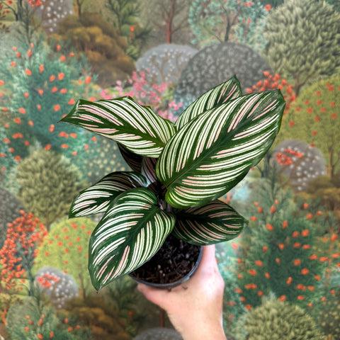 Calathea elliptica 'Vittata' - Sprouts of Bristol