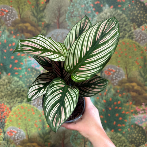 Calathea elliptica 'Vittata' - Sprouts of Bristol