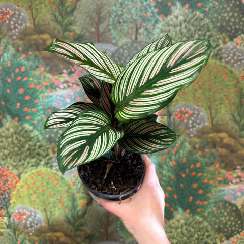 Calathea elliptica 'Vittata' - Sprouts of Bristol