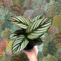 Calathea elliptica 'Vittata' - Sprouts of Bristol