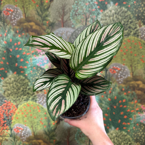 Calathea elliptica 'Vittata' - Sprouts of Bristol