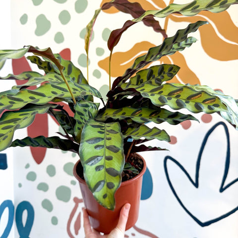 Calathea lancifolia - Rattlesnake Plant - Sprouts of Bristol