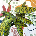Calathea lancifolia - Rattlesnake Plant - Sprouts of Bristol