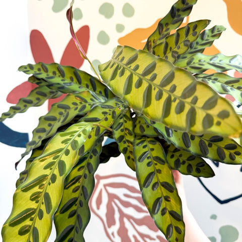 Calathea lancifolia - Rattlesnake Plant - Sprouts of Bristol