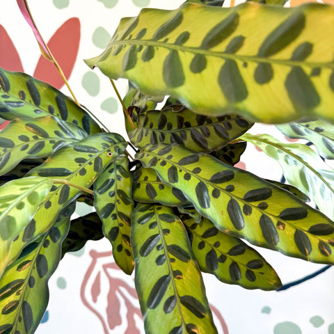 Calathea lancifolia - Rattlesnake Plant - Sprouts of Bristol