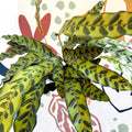 Calathea lancifolia - Rattlesnake Plant - Sprouts of Bristol