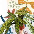 Calathea lancifolia - Rattlesnake Plant - Sprouts of Bristol