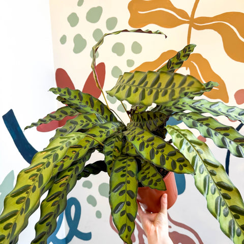 Calathea lancifolia - Rattlesnake Plant - Sprouts of Bristol