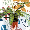 Calathea lancifolia - Rattlesnake Plant - Sprouts of Bristol