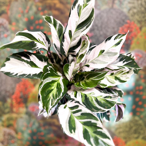 Calathea lietzei 'White Fusion' - Sprouts of Bristol