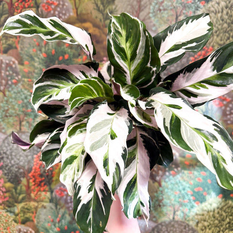 Calathea lietzei 'White Fusion' - Sprouts of Bristol