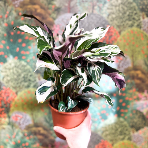 Calathea lietzei 'White Fusion' - Sprouts of Bristol