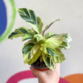 Calathea lietzei 'Yellow Fusion' - Sprouts of Bristol