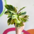 Calathea lietzei 'Yellow Fusion' - Sprouts of Bristol