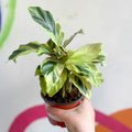 Calathea lietzei 'Yellow Fusion' - Sprouts of Bristol