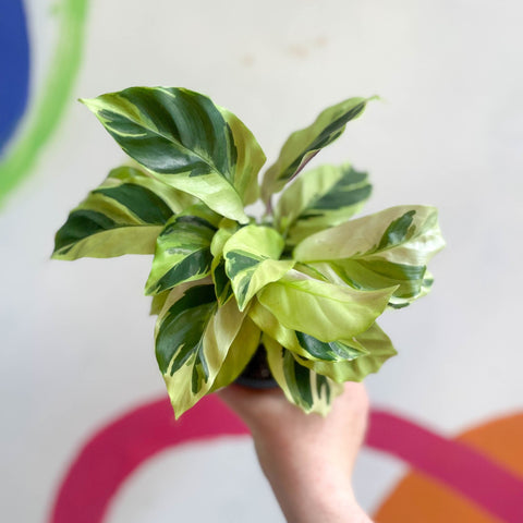 Calathea lietzei 'Yellow Fusion' - Sprouts of Bristol