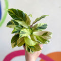 Calathea lietzei 'Yellow Fusion' - Sprouts of Bristol