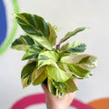 Calathea lietzei 'Yellow Fusion' - Sprouts of Bristol