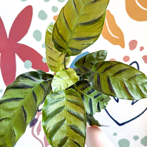 Calathea louisae 'Misto' - Prayer Plant - Sprouts of Bristol