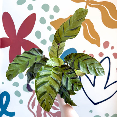 Calathea louisae 'Misto' - Prayer Plant - Sprouts of Bristol