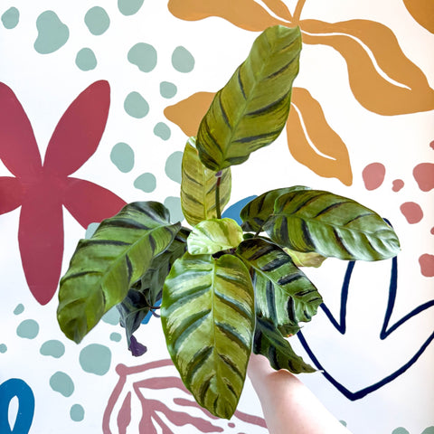 Calathea louisae 'Misto' - Prayer Plant - Sprouts of Bristol