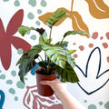 Calathea louisae 'Misto' - Prayer Plant - Sprouts of Bristol
