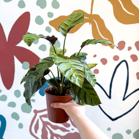 Calathea louisae 'Misto' - Prayer Plant - Sprouts of Bristol