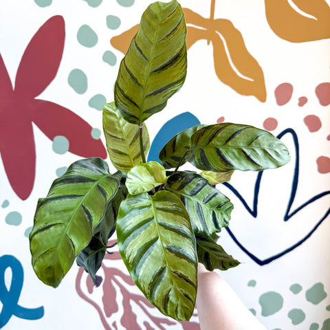 Calathea louisae 'Misto' - Prayer Plant - Sprouts of Bristol