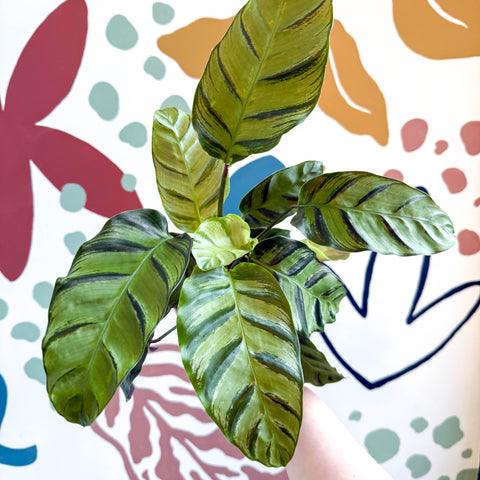 Calathea louisae 'Misto' - Prayer Plant - Sprouts of Bristol