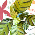 Calathea louisae 'Misto' - Prayer Plant - Sprouts of Bristol
