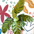 Calathea louisae 'Misto' - Prayer Plant - Sprouts of Bristol
