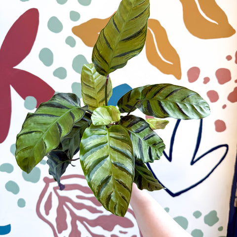 Calathea louisae 'Misto' - Prayer Plant - Sprouts of Bristol