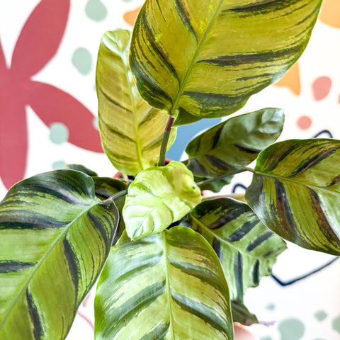 Calathea louisae 'Misto' - Prayer Plant - Sprouts of Bristol