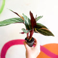 Calathea Magicstar - Stromanthe sanguinea 'Magicstar' - Sprouts of Bristol