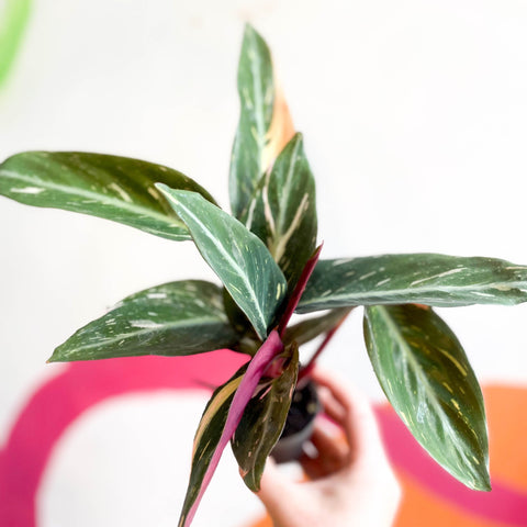 Calathea Magicstar - Stromanthe sanguinea 'Magicstar' - Sprouts of Bristol