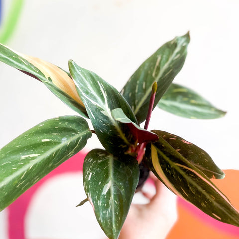 Calathea Magicstar - Stromanthe sanguinea 'Magicstar' - Sprouts of Bristol