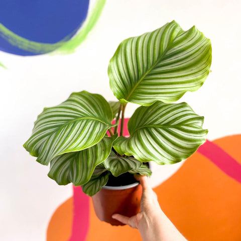 Calathea orbifolia - Sprouts of Bristol