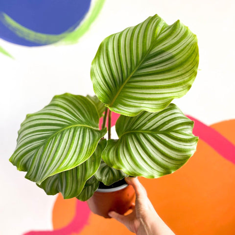 Calathea orbifolia - Sprouts of Bristol