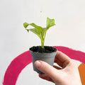 Calathea orbifolia - Sprouts of Bristol